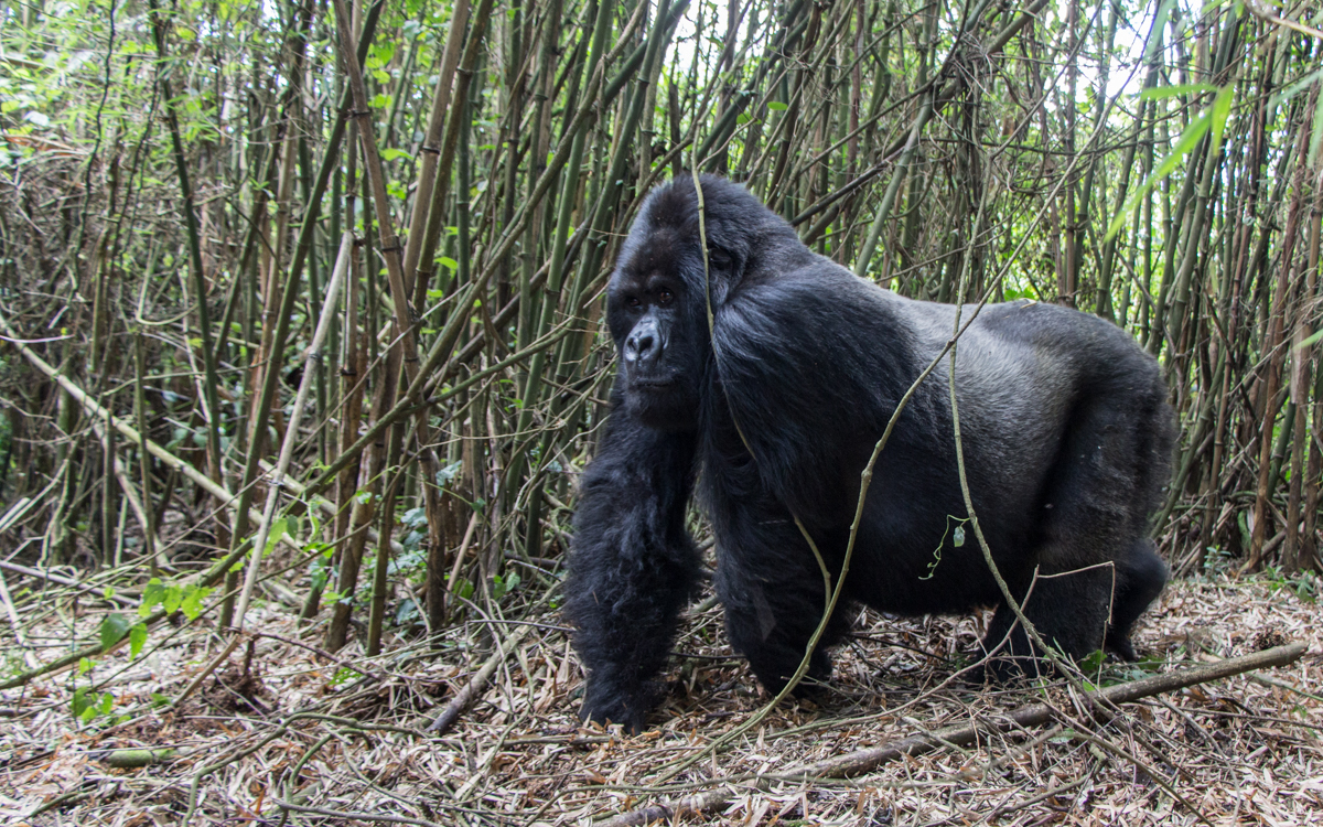 rwanda-gorilla-trekking-volcanoes--sabinyo-68