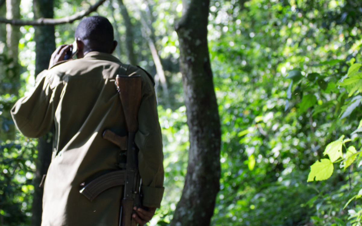 schimpansen-tracking-kyambura-gorge-ranger