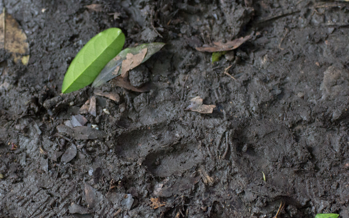 schimpansen-trekking-kyambura-gorge-abdruecke