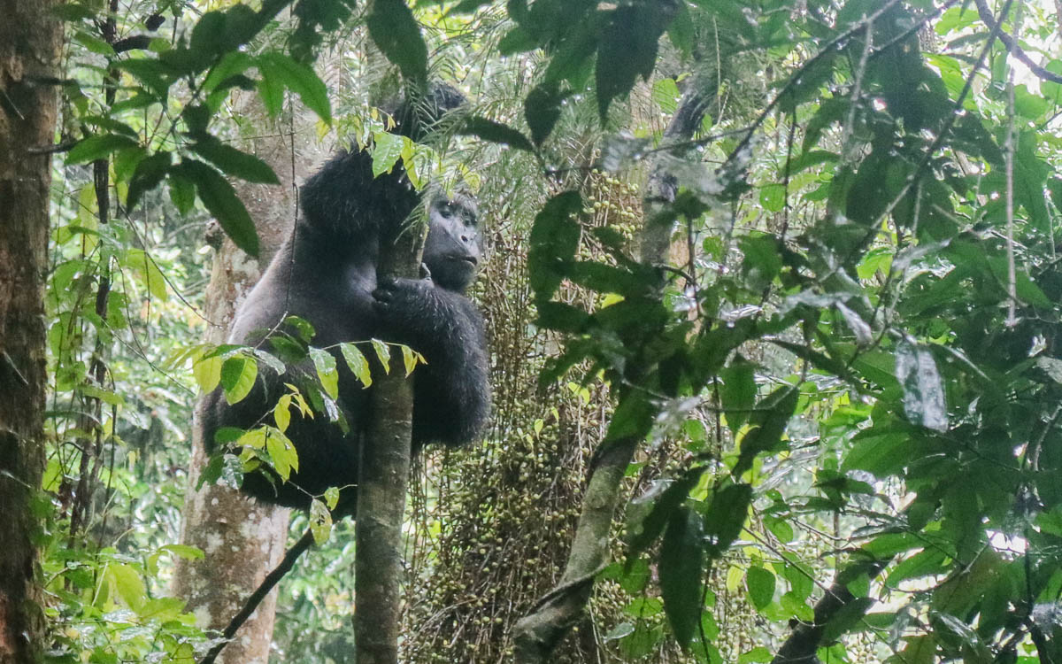 silverback-makara-eating-in-tree-bwindi-nationalpark