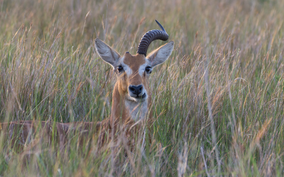 uganda-queen-elizabeth-np-game-drive-channel-120