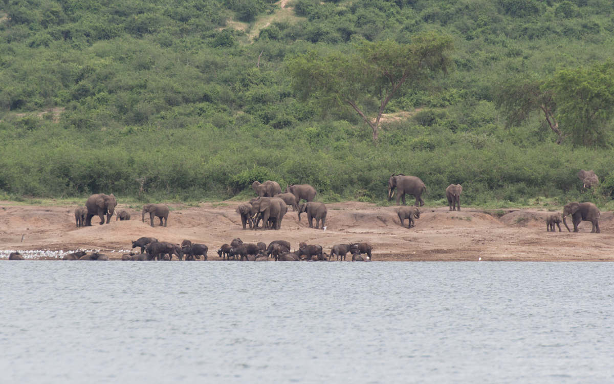 uganda-queen-elizabeth-np-kazinga-channel