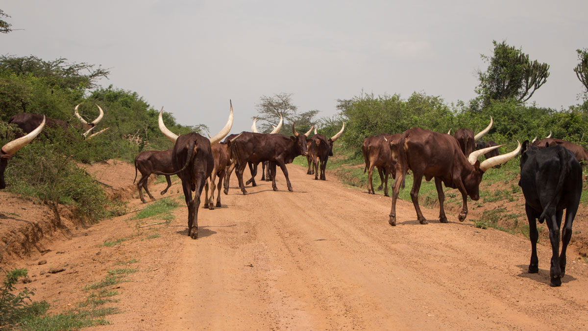 autofahren-in-uganda-tiere-strasse