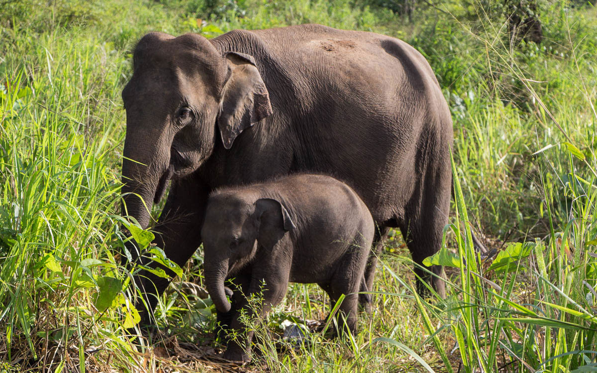 Hurulu Eco Park bei Habarana