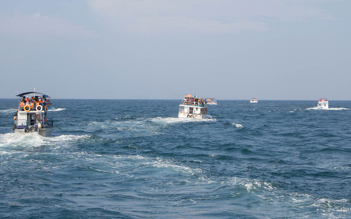 15 Anbieter buhlen um Kunden beim Whale-watching. In meinen Augen viel zu viel.