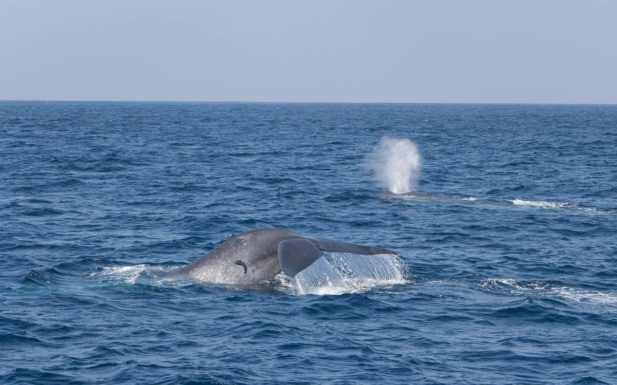 Blauwale beim Whale Watching in Mirissa