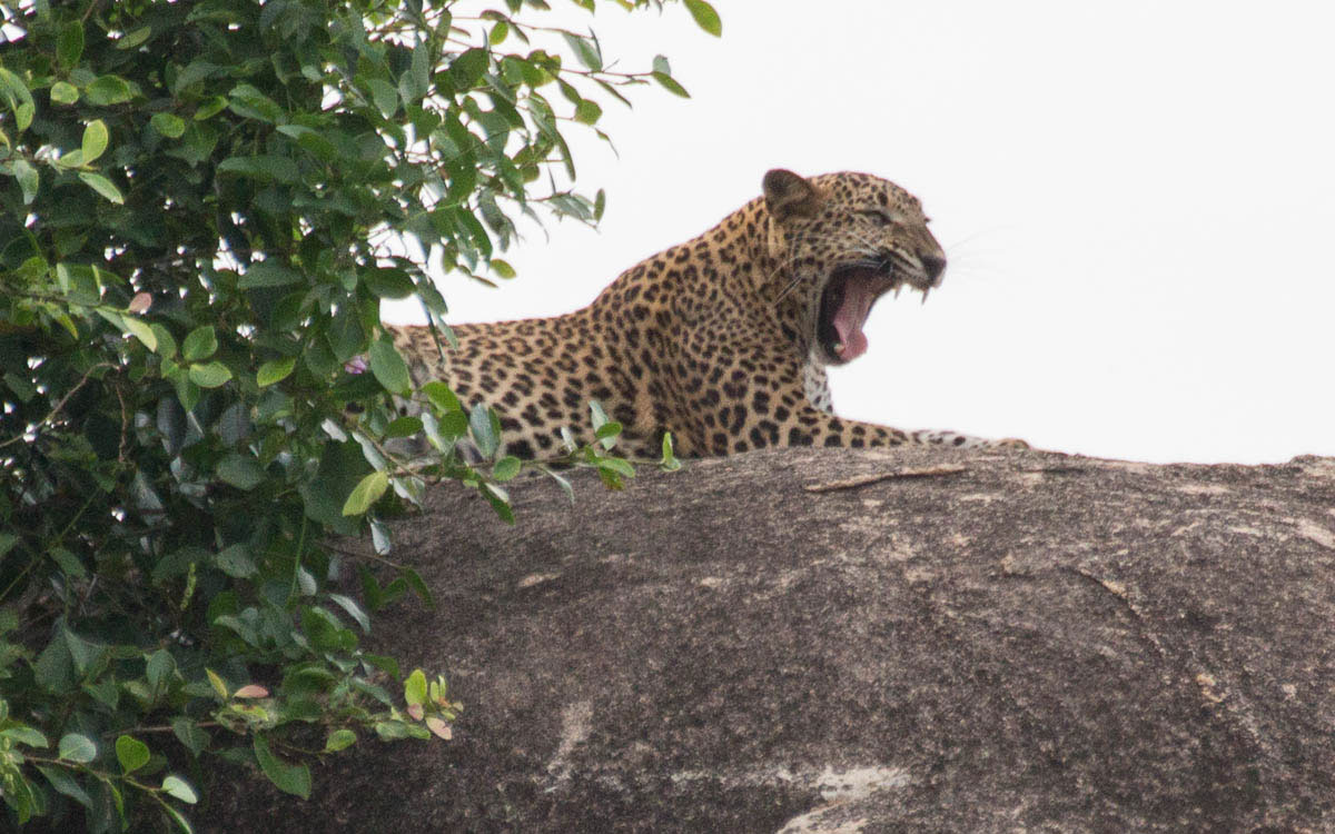 Leopard im Yala Nationalpark