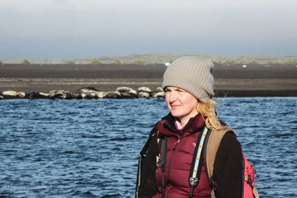 Seehunde beobachen In Island