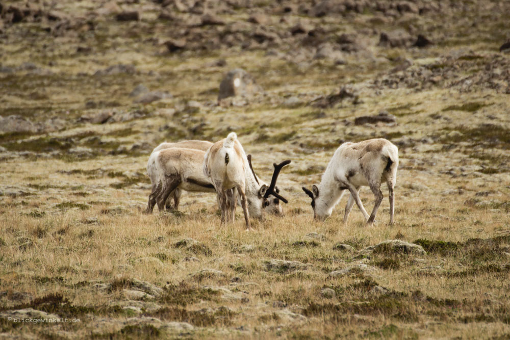 Seltene Rentiere in Island