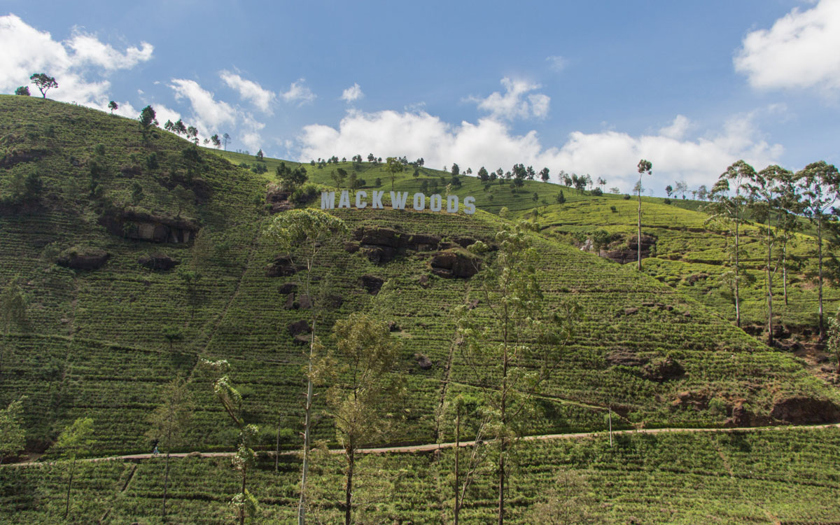 teeplantage-im-hochland-mackwoods-srilanka