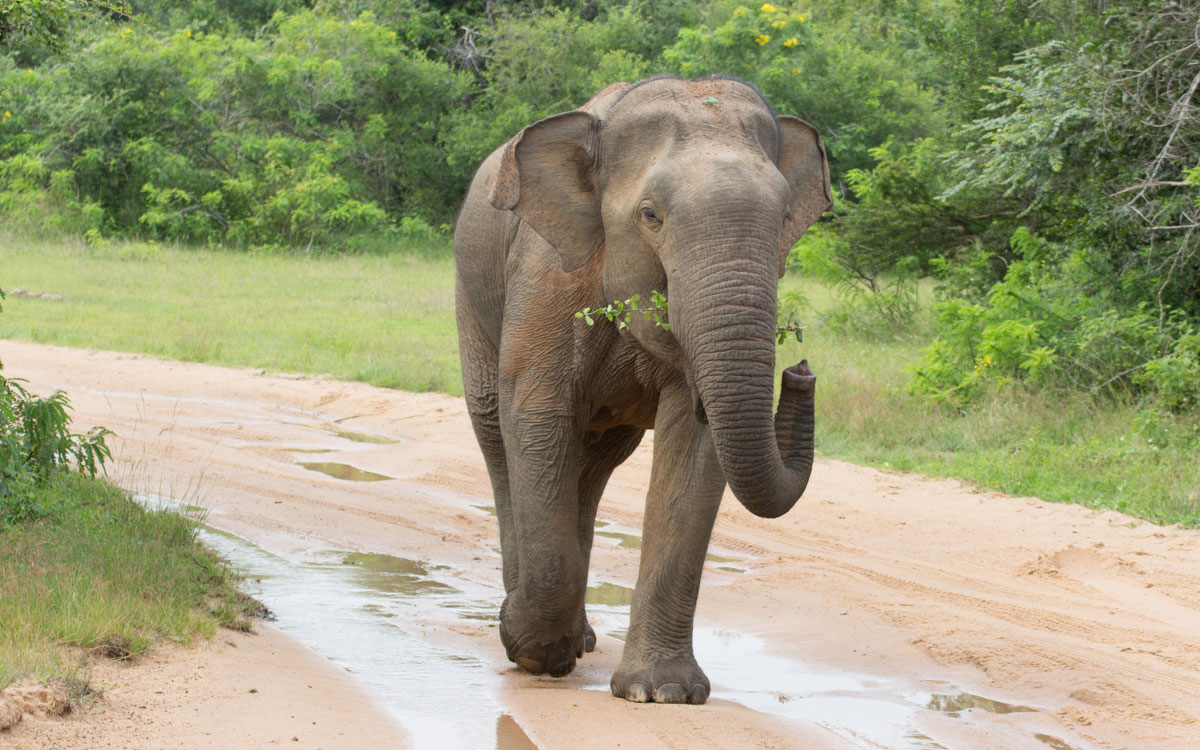 yala-nationalpark elefant