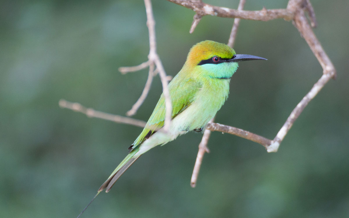 yala nationalpark green bee eater