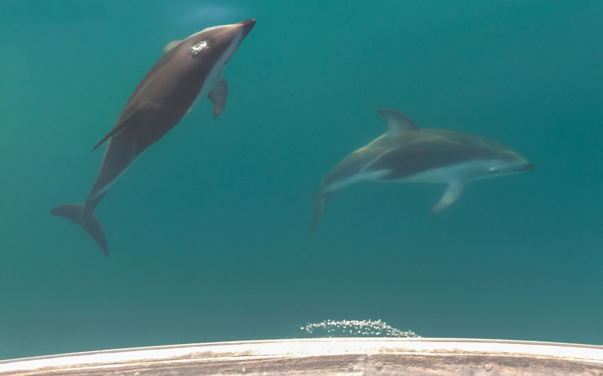 kaikoura-mit-delfinen-schwimmen
