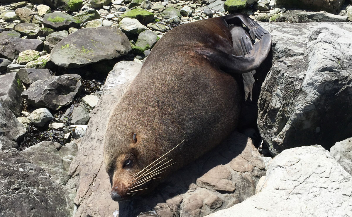 Seehund in Kaikoura Neuseeland