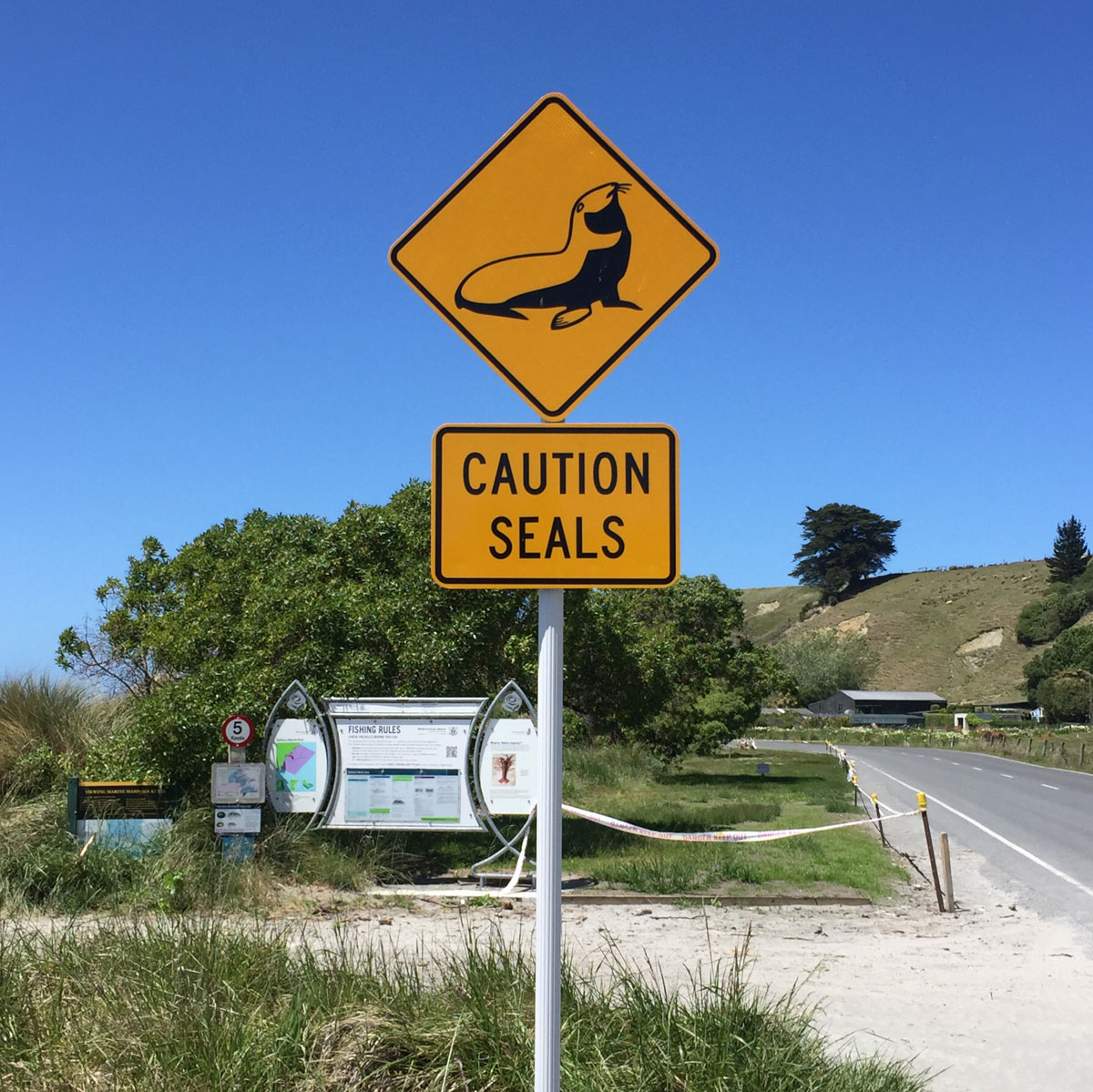 kaikoura-neuseeland-mit-delfinen-schwimmen