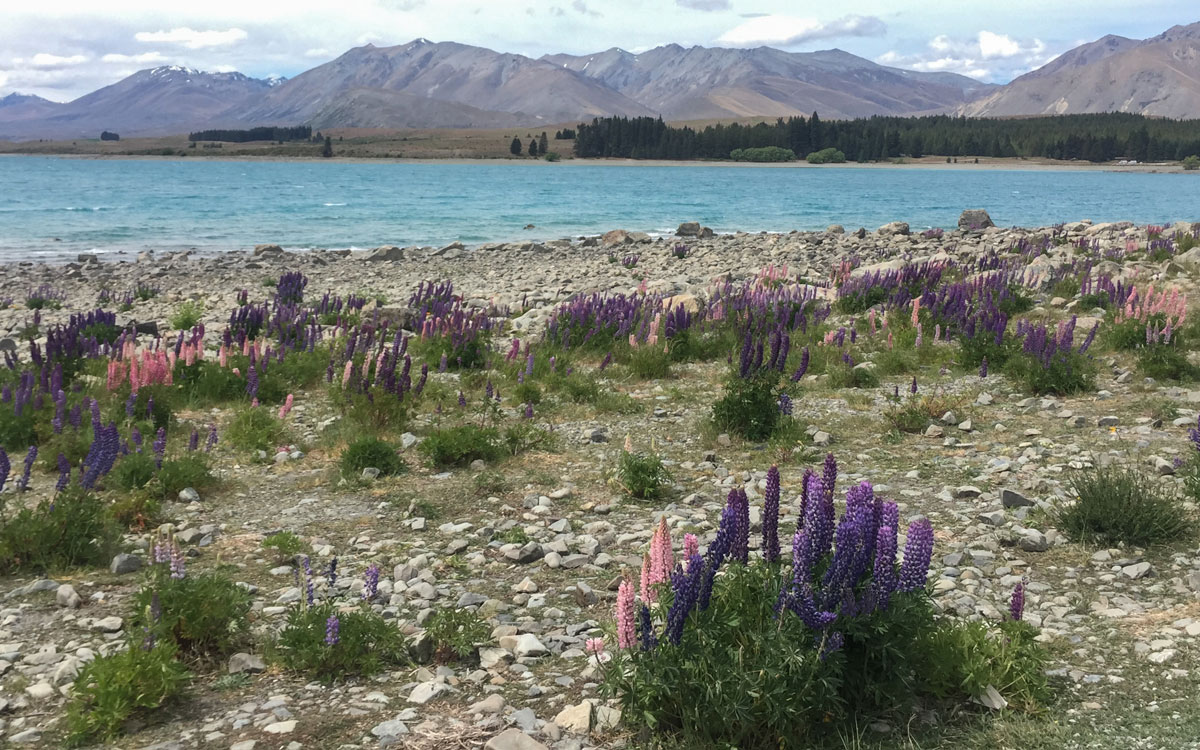 neuseeland-suedinsel-lake-tekapo