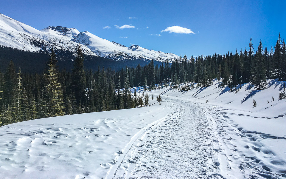 Weg zum Peyto Lake am Icefields Parkway