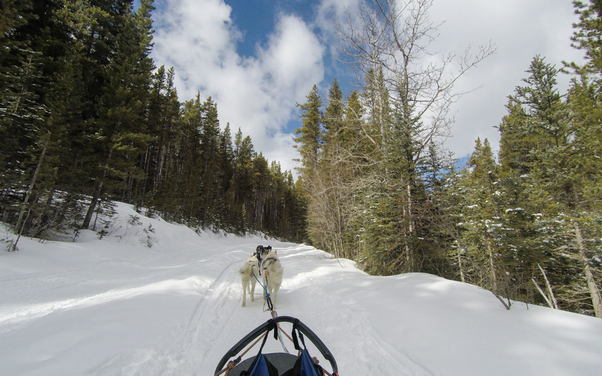 Winter Kanada Rocky Mountains Hundeschlittenfahren Banff