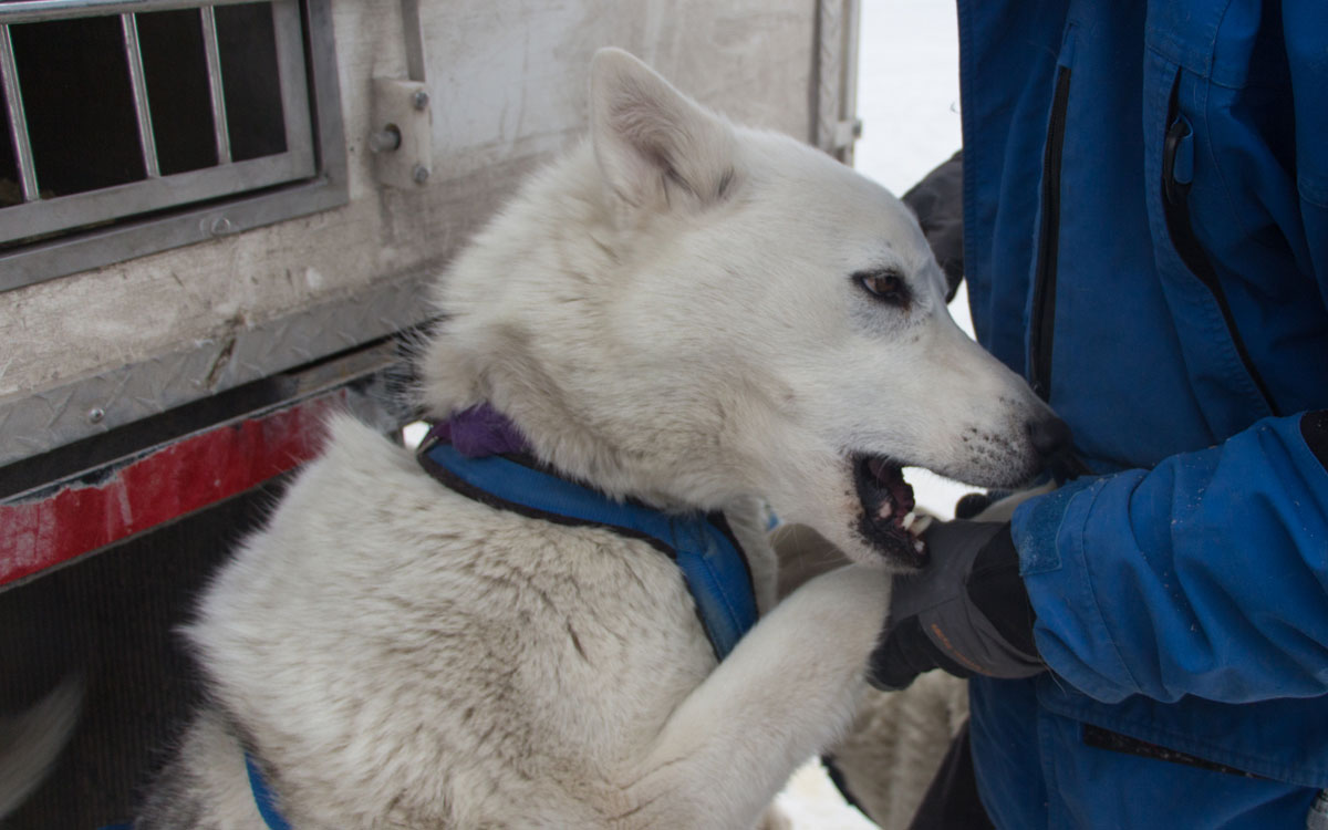 Winter Kanada Rocky Mountains Hundeschlittenfahren Canmore