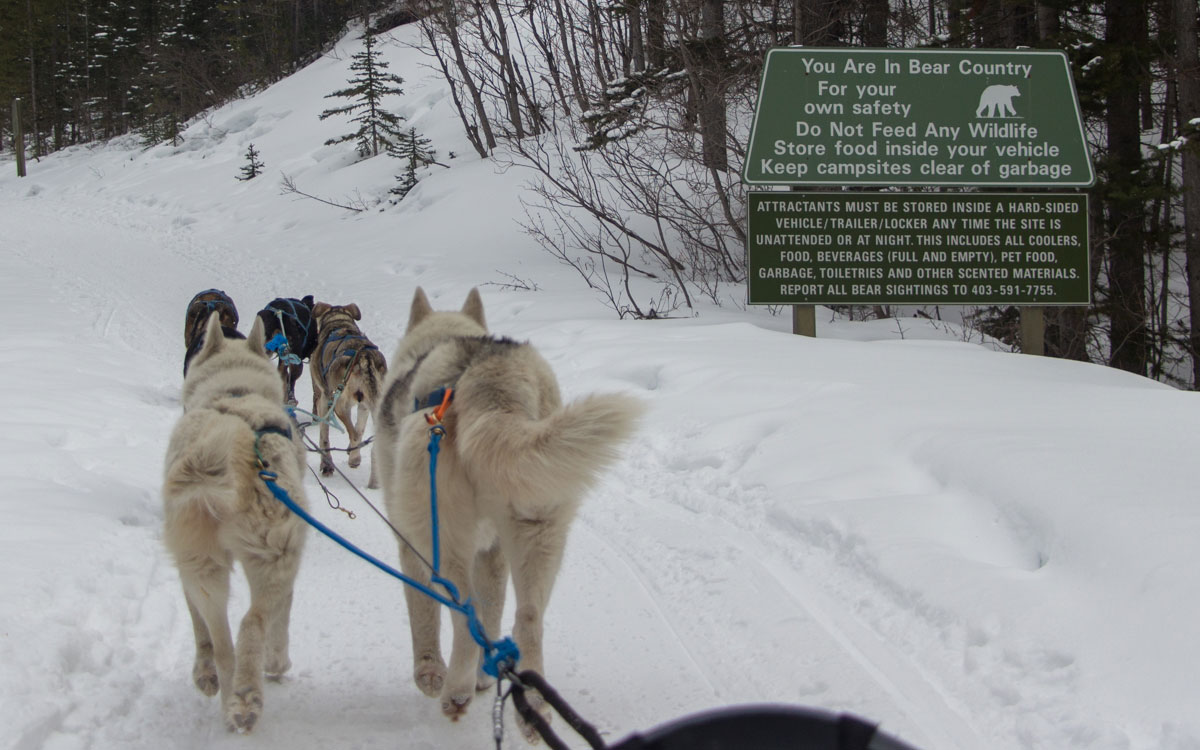 Winter Kanada Rocky Mountains Hundeschlittenfahren Canmore Nationalpark