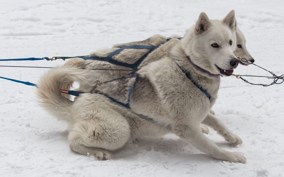 Winter Kanada Rocky Mountains Hundeschlittenfahren Canmore Pause Huskies