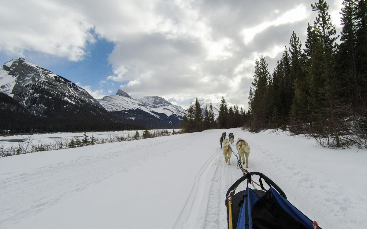 Winter Kanada Rocky Mountains Hundeschlittenfahren in Canmore Spray Lake Provincial Park