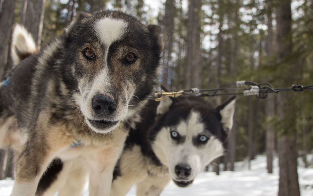Hundeschlittenfahren Hunde Winter Kanada Rocky Mountains