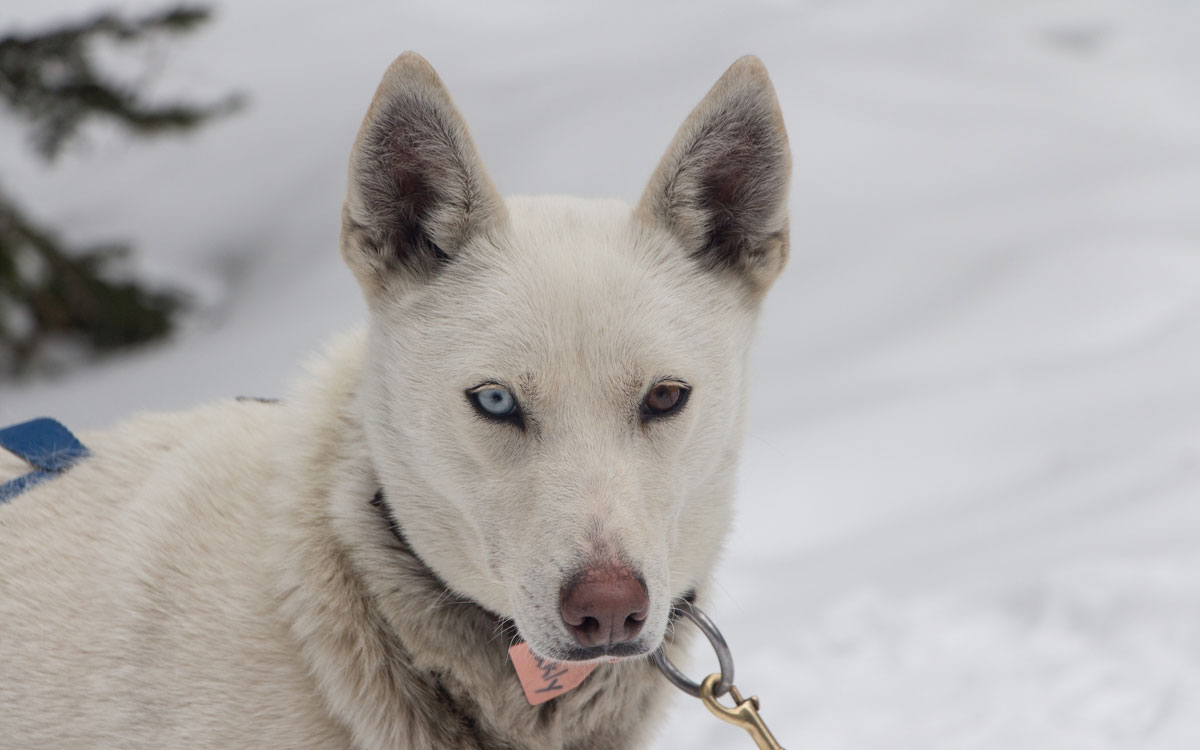 Winter Kanada Rocky Mountains Husky