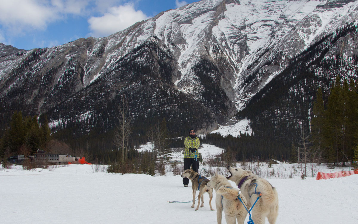 Winter Kanada Rocky Mountains Hundeschlittenfahren Hunde anleinen