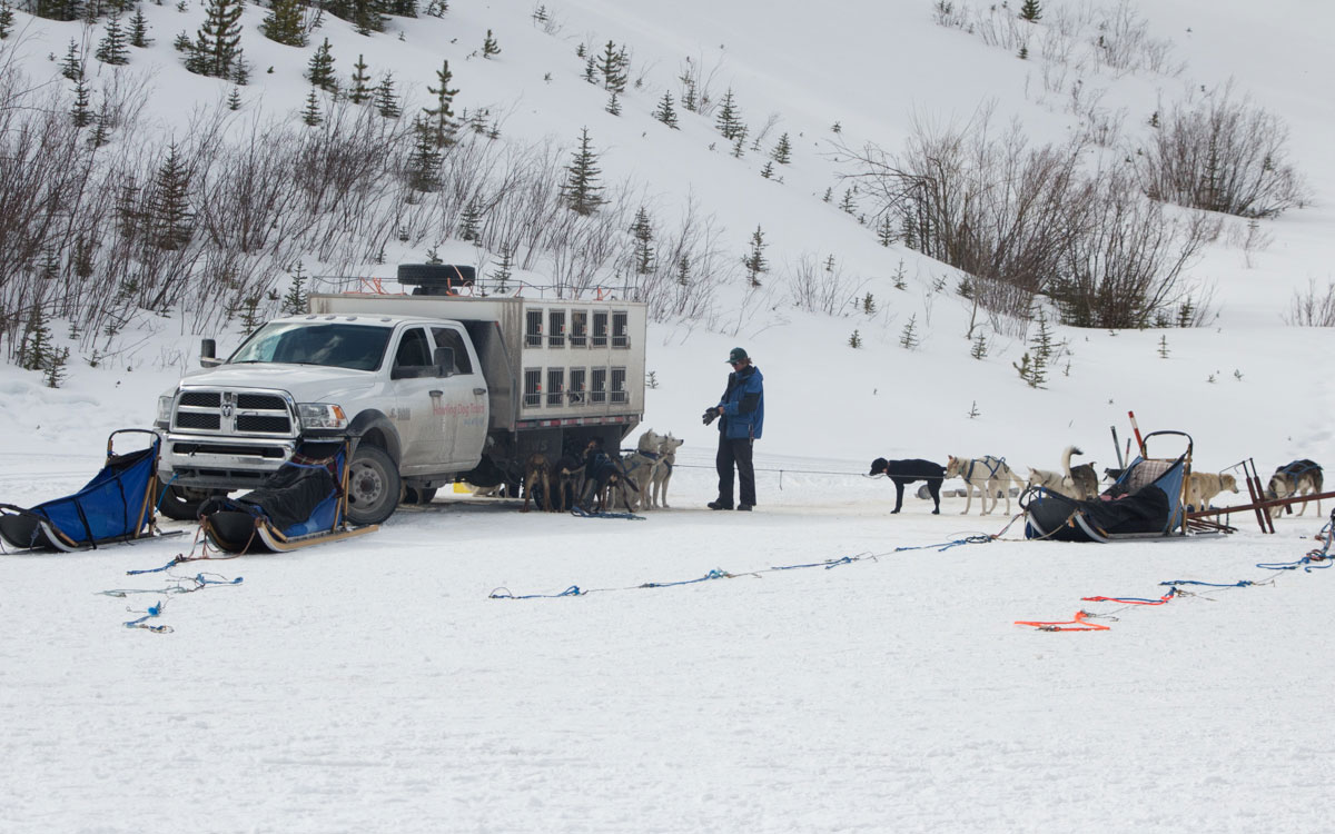 Winter Kanada Rocky Mountains Hundeschlittenfahren