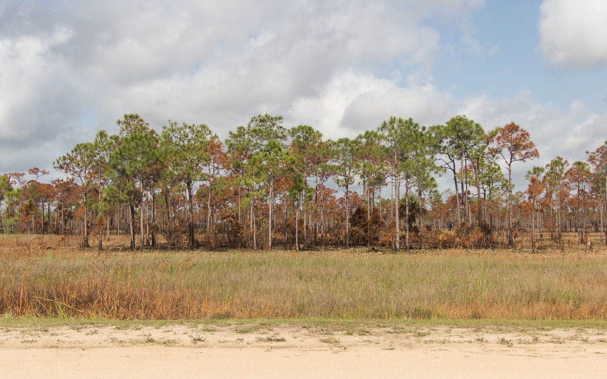everglades-savanne-big-cypress-national-preserve