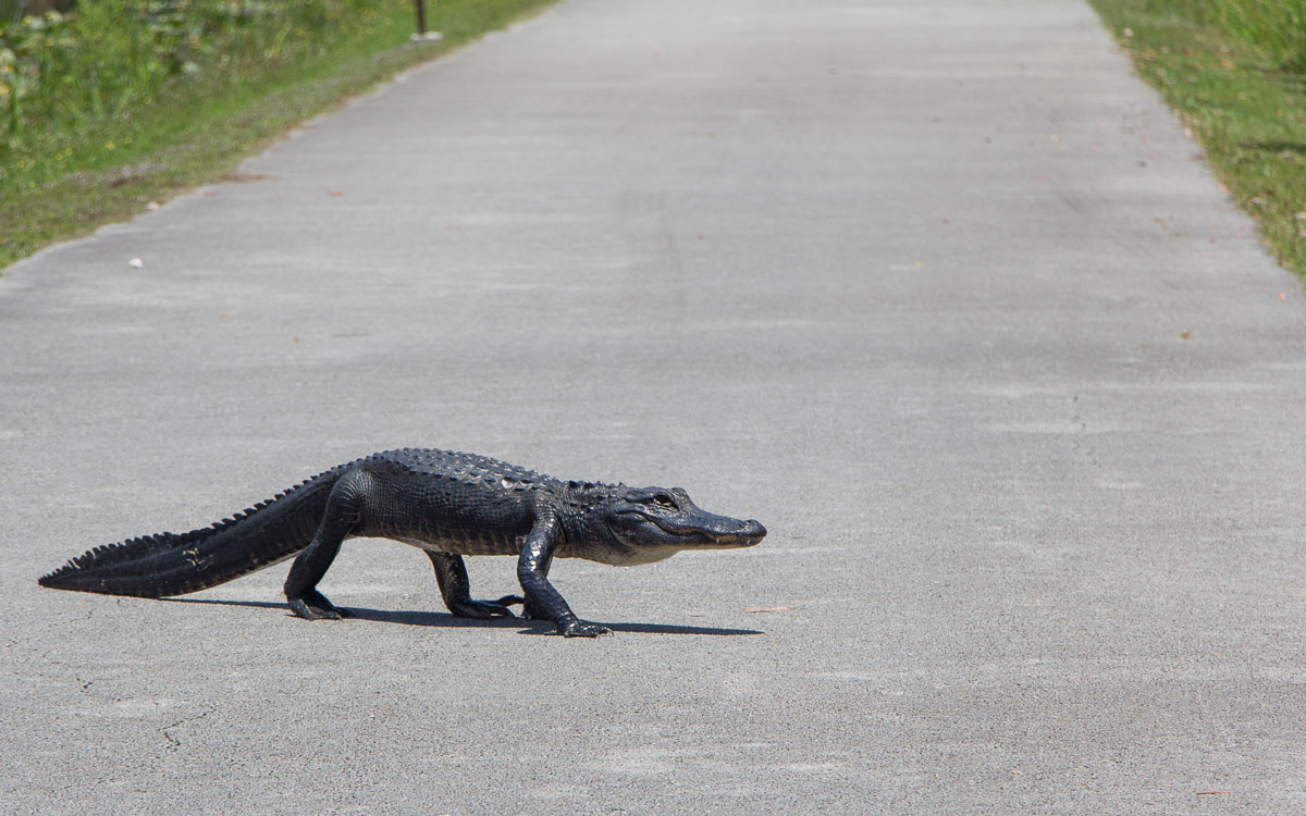Alligator im Shark River Valley, Everglades Nationalpark