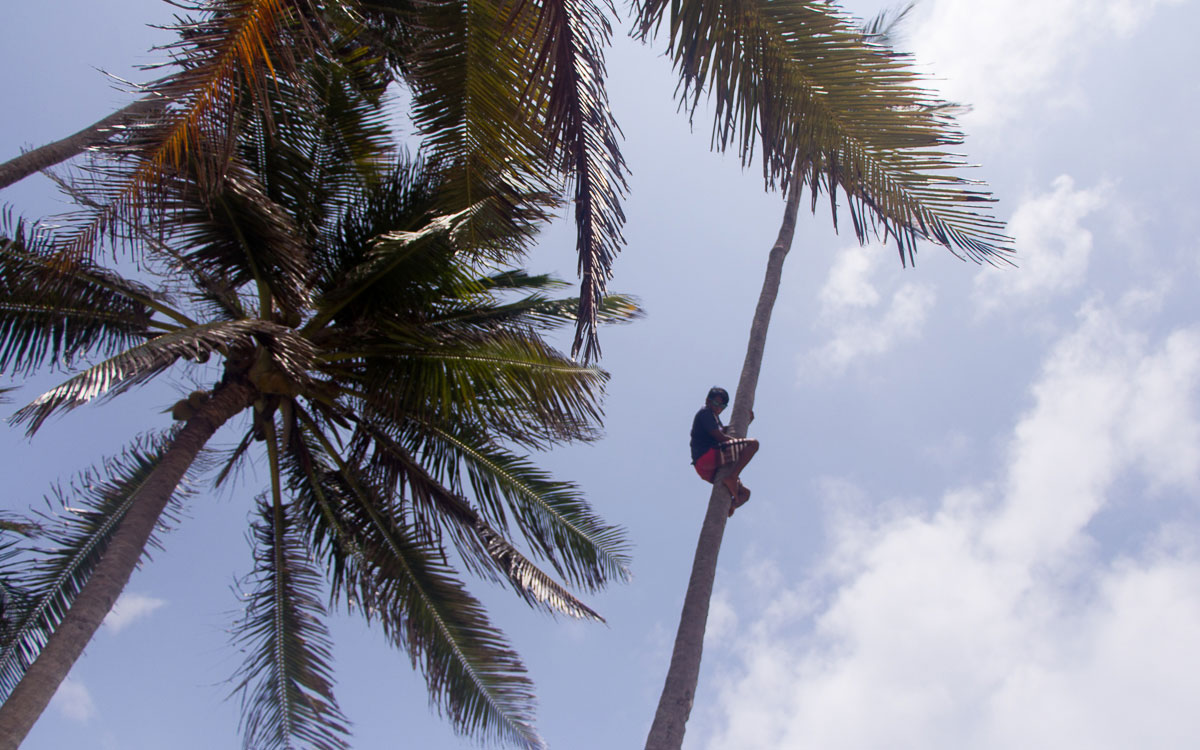 frische-kokosnuss-san-blas-inseln