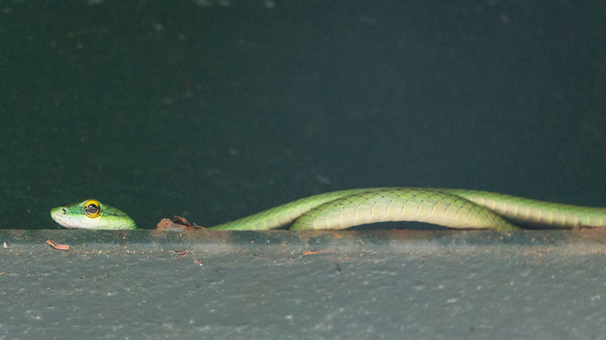 panama-gamboa-schlange