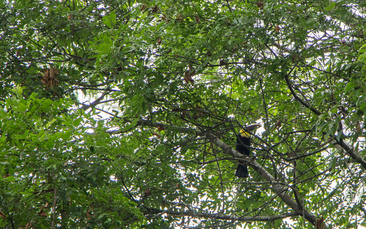 panama-tucan-highlight-tierwelt