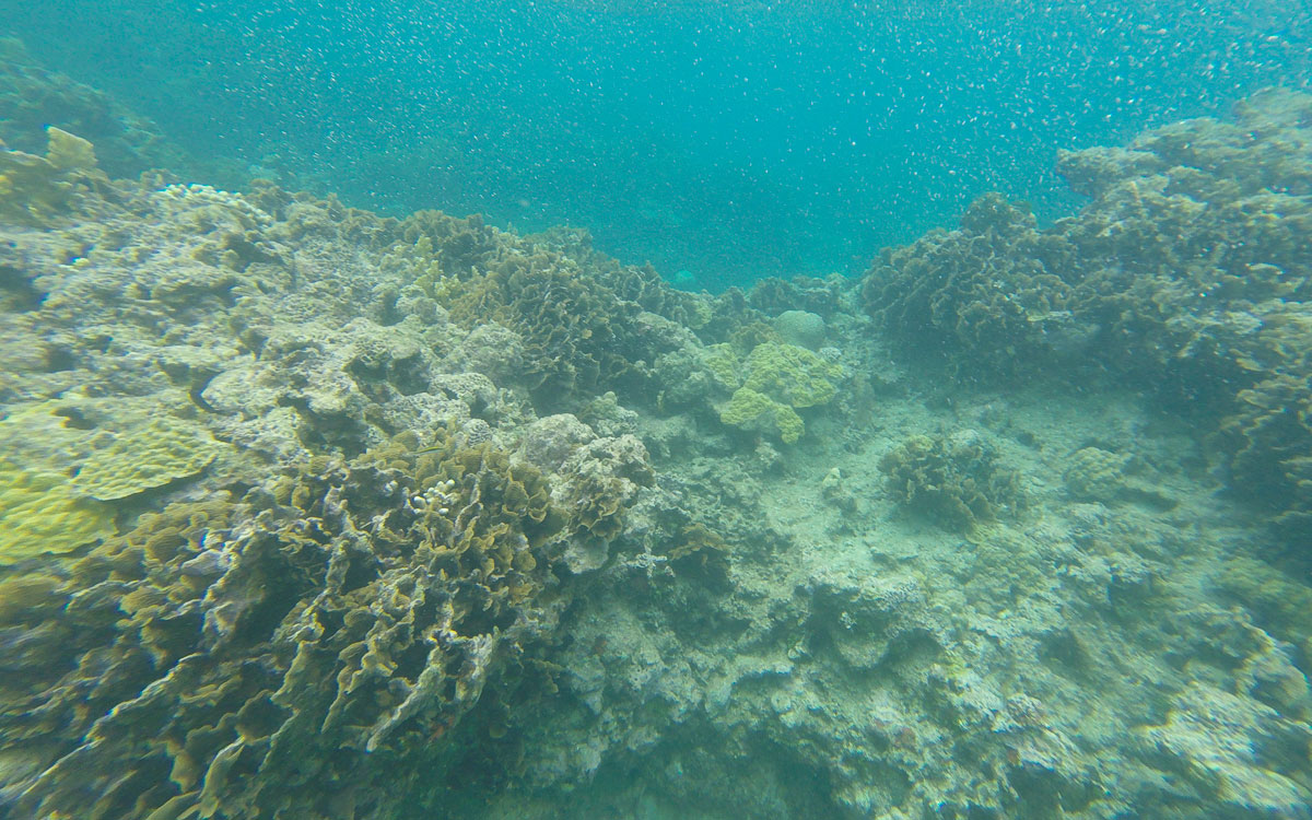 San Blas Inseln Guna Yala Schnorcheln Unterwasserwelt