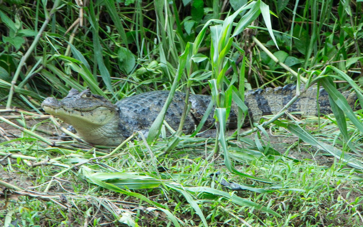 Tortuguero Nationalpark Anreise Boot Kaiman