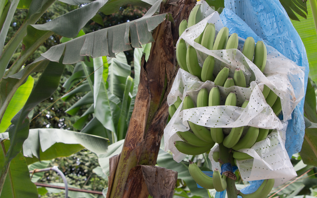 Bananenplantage Costa Rica