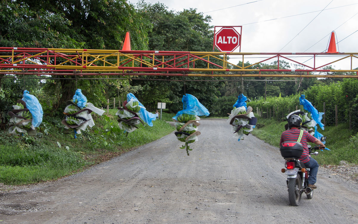 Bananen Transport Costa Rica