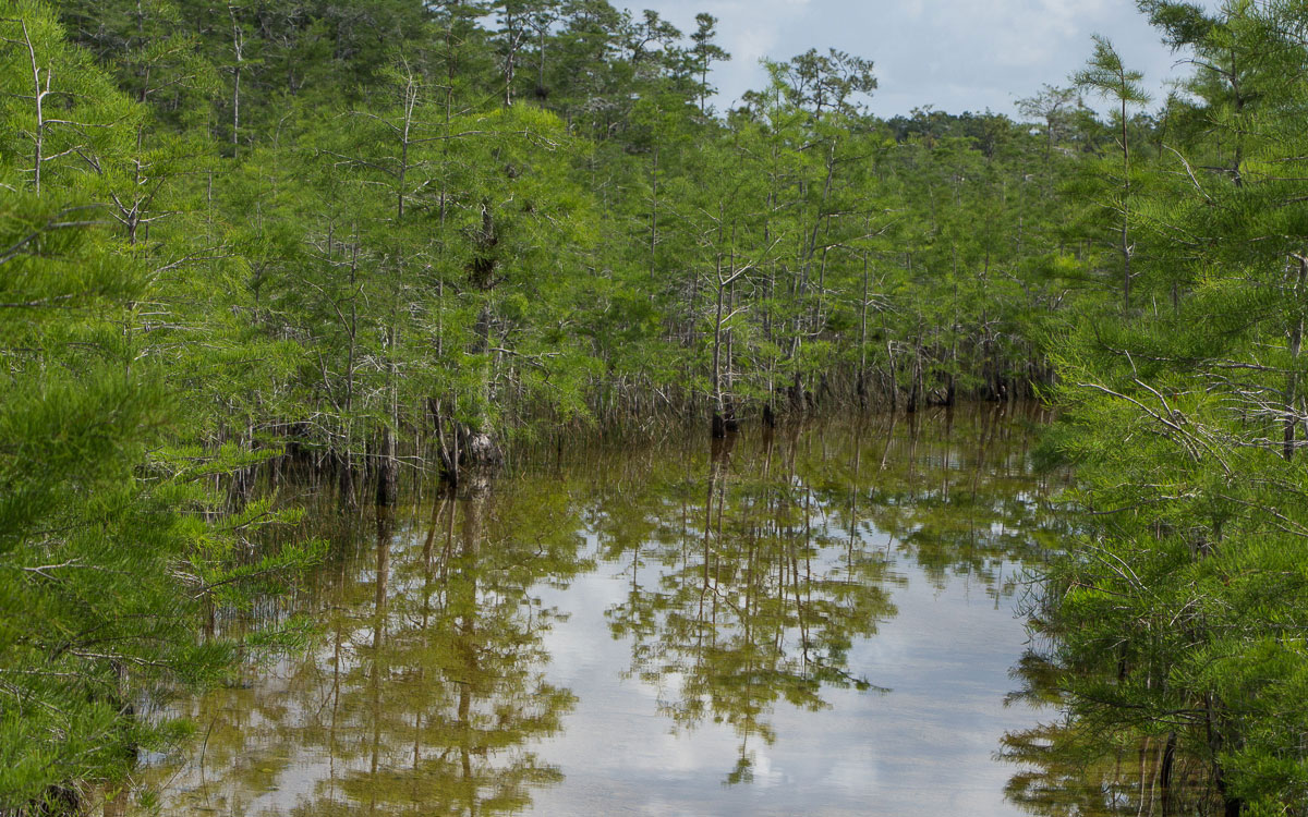 Swamp Buggy Tour im Big Cypress Nature Preserve