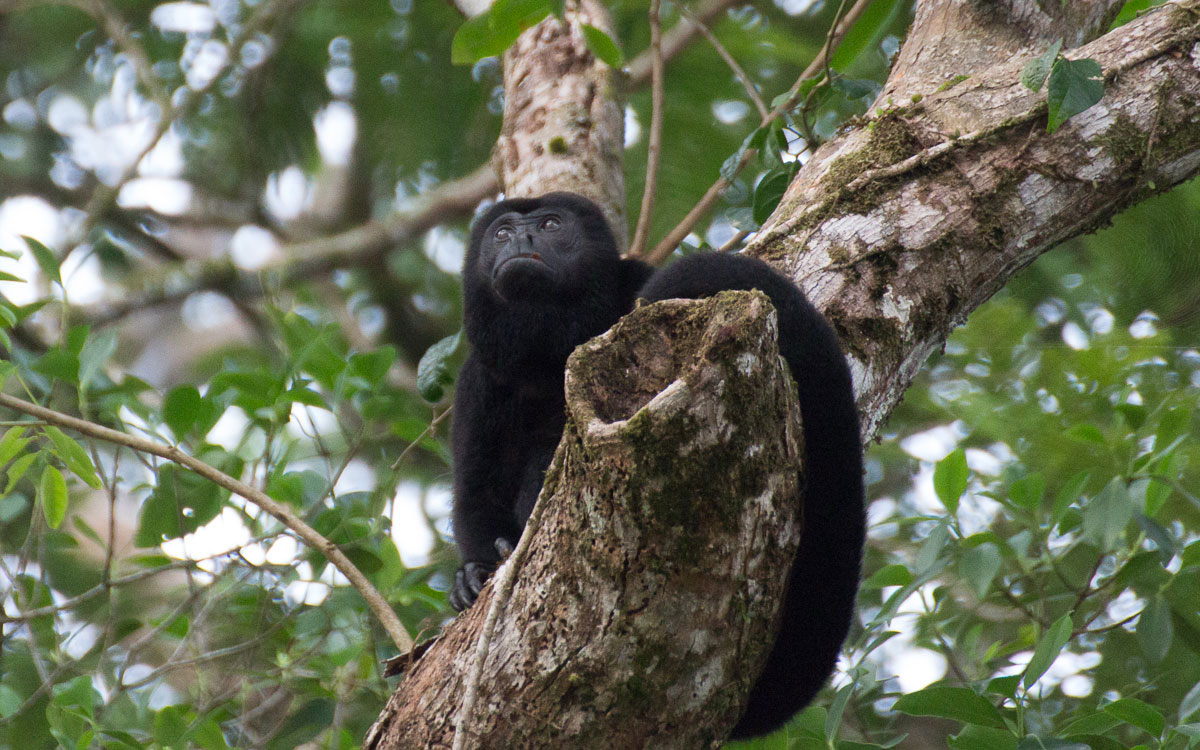 Tortuguero Nationalpark Brüllaffe Costa Rica
