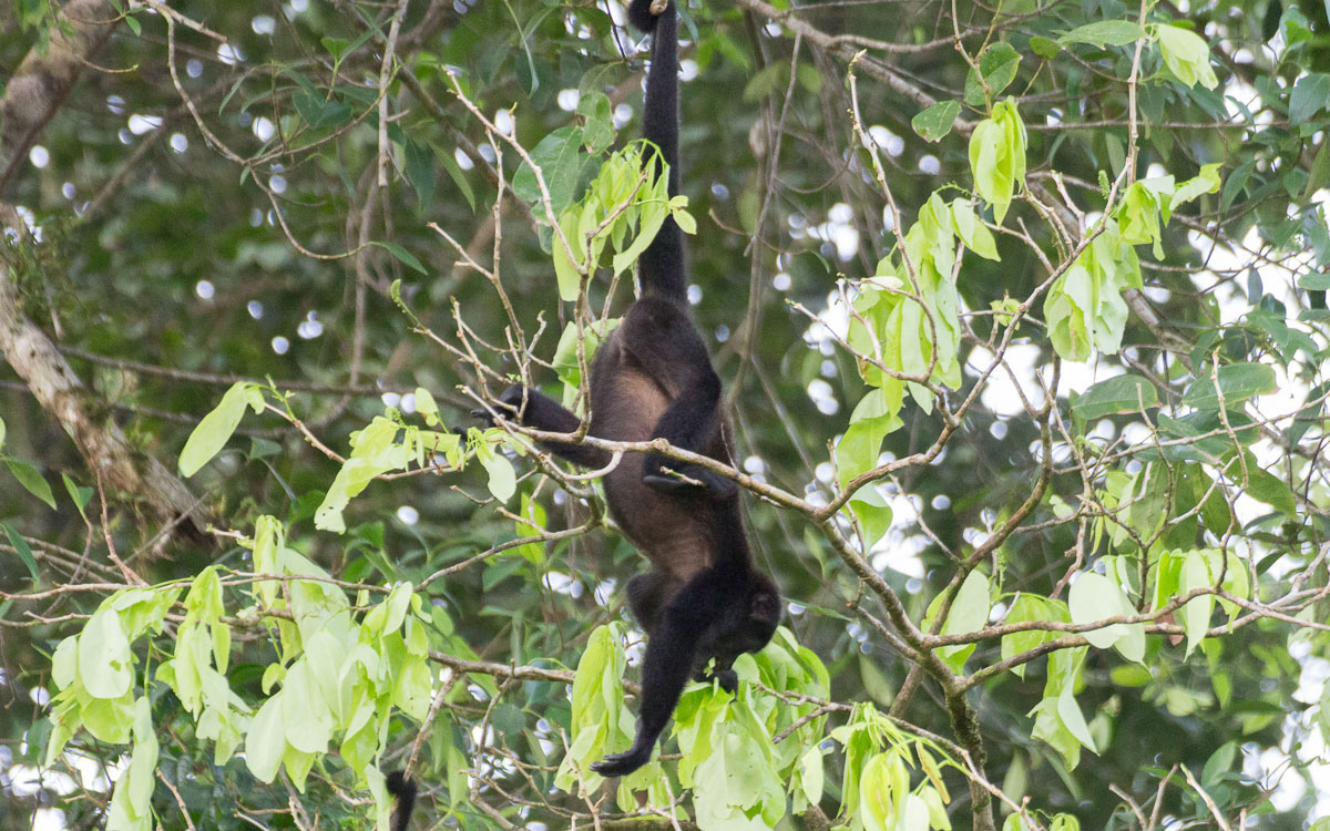 Tortuguero Nationalpark Brüllaffe