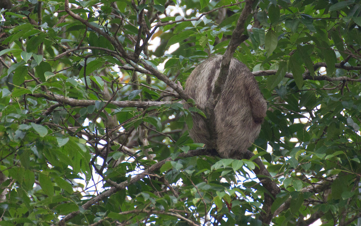Tortuguero Nationalpark Dreifingerfaultier