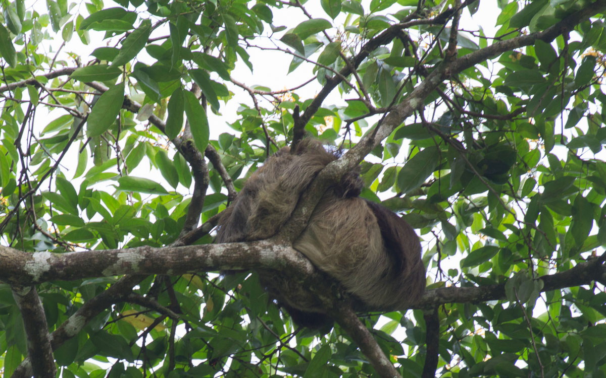 Tortuguero Nationalpark Zweifinger-Faultier Costa Rica