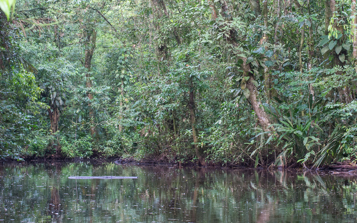 Tortuguero Nationalpark Natur Bootstour Erfahrungen