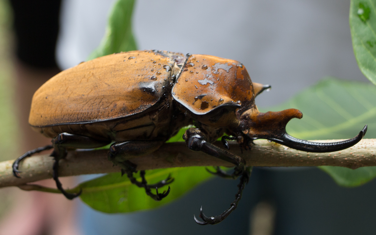 Tortuguero Nationalpark Elephant Beetle