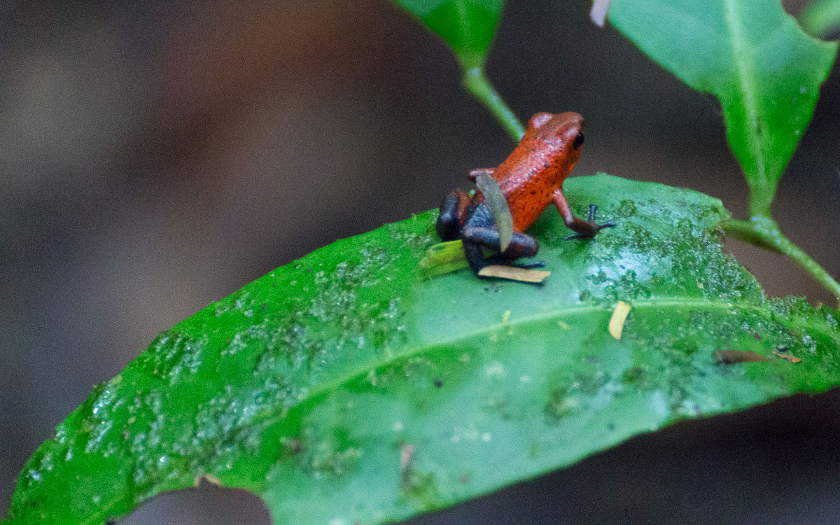 Tortuguero Nationalpark Giftpfeilfrosch