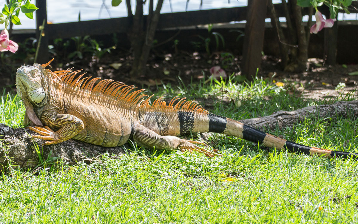 Tortuguero Nationalpark Mawamba Lodge Leguan