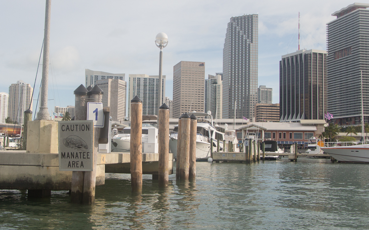 miami-downtown-hafen-manatee-area