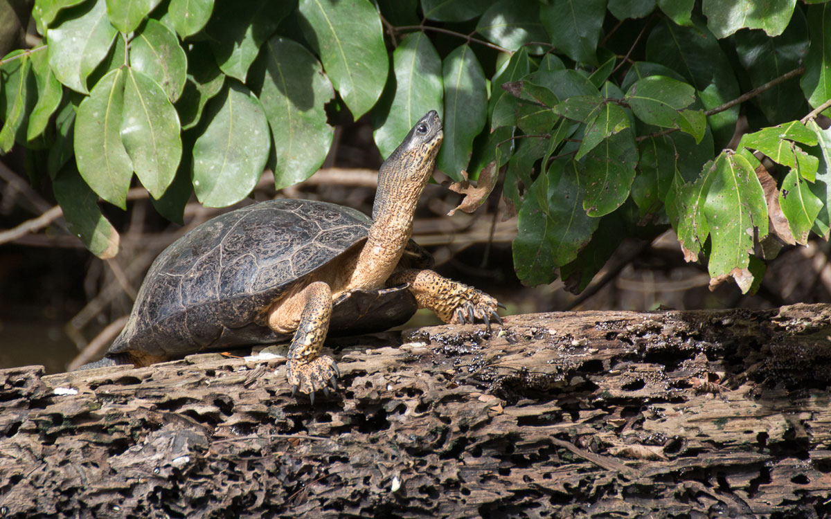 Tortuguero Nationalpark Black Water Turtle